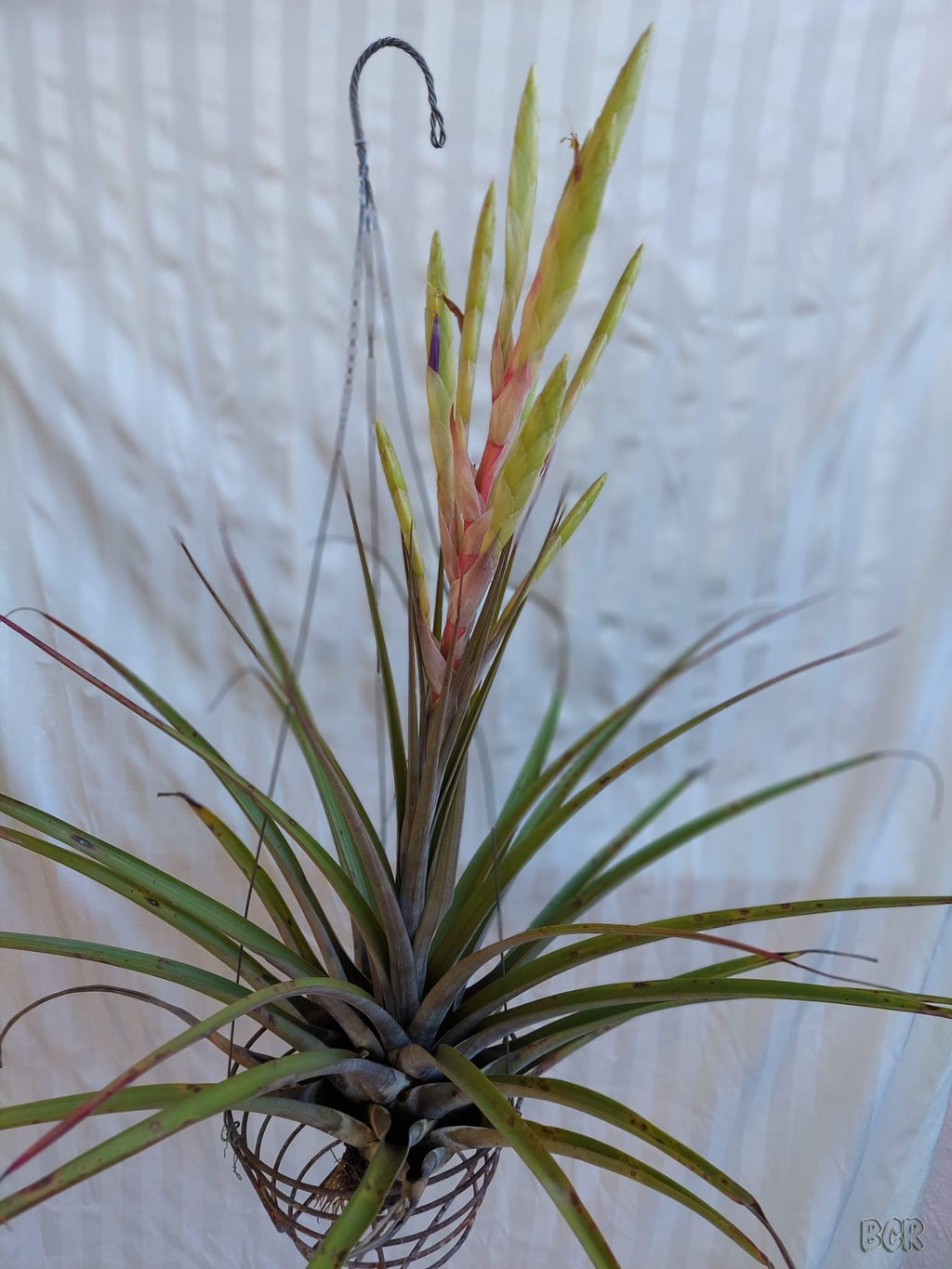Tillandsia Key West " NEW 2026 FIRST RELEASE"