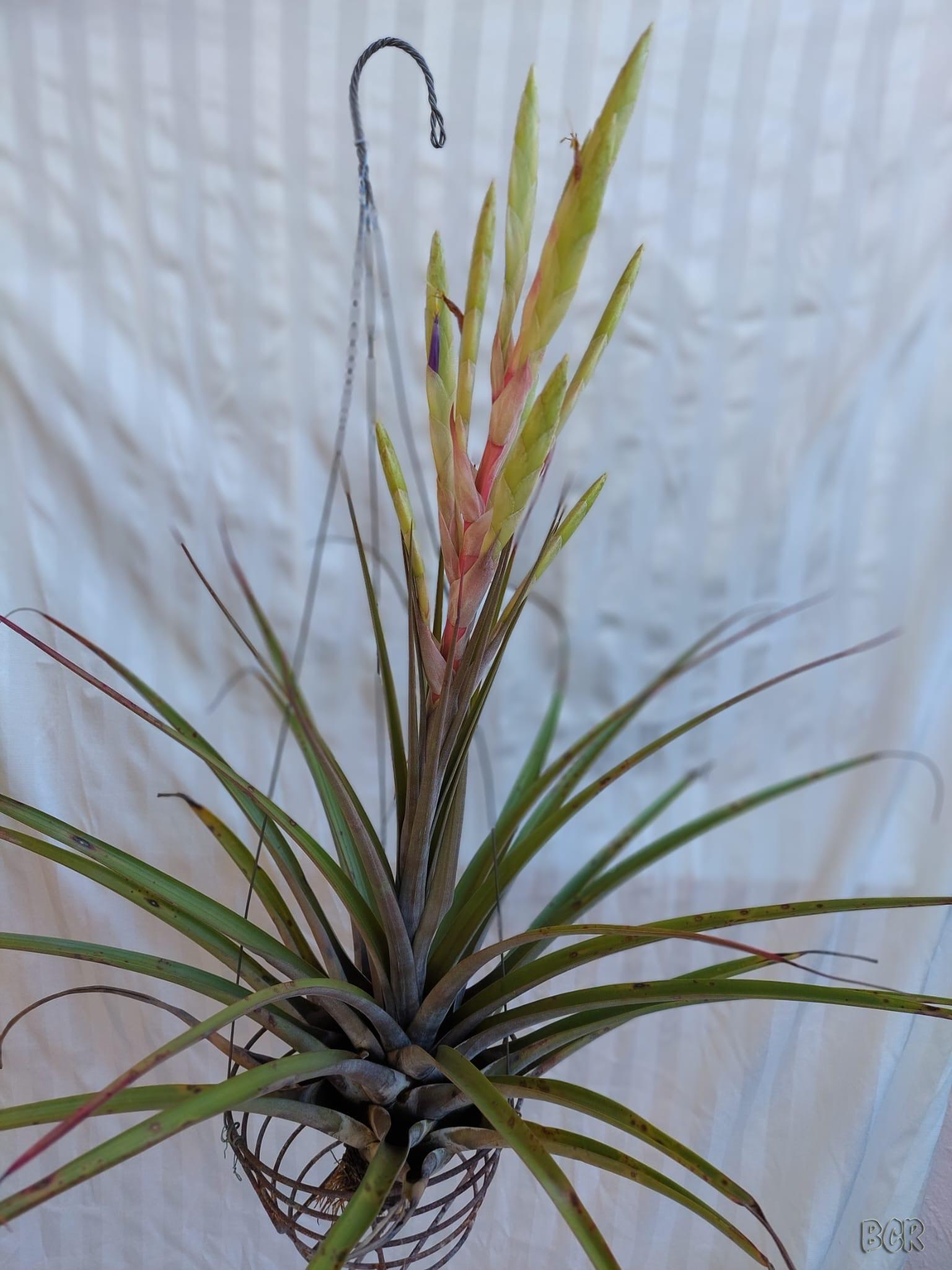 Tillandsia Key West " NEW 2026 FIRST RELEASE"