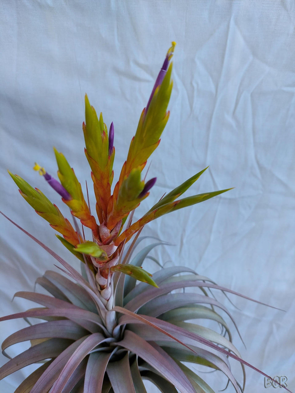 Tillandsia Yvonne "NEW 2026 FIRST RELEASE"
