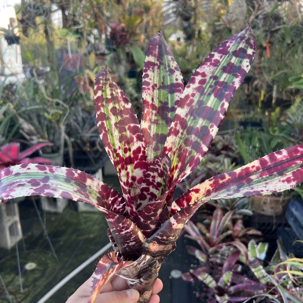 Neoregelia Titan "Skotak"