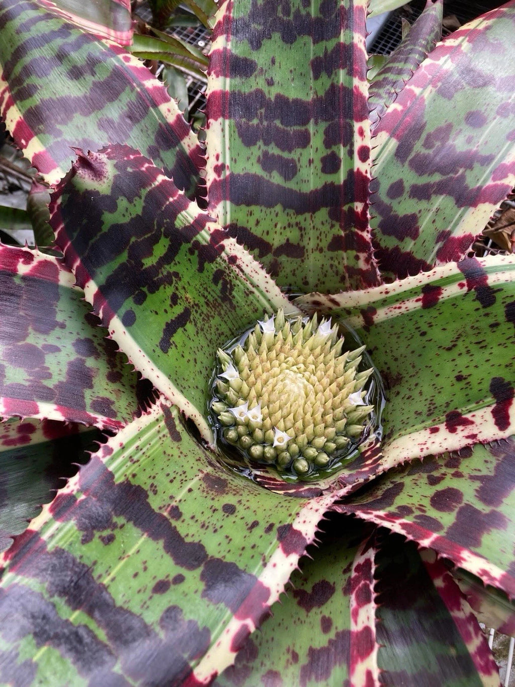 Neoregelia Titan "Skotak"