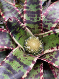 Neoregelia Titan "Skotak"