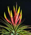 Tillandsia Triton