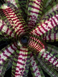 Neoregelia Untamed Tiger