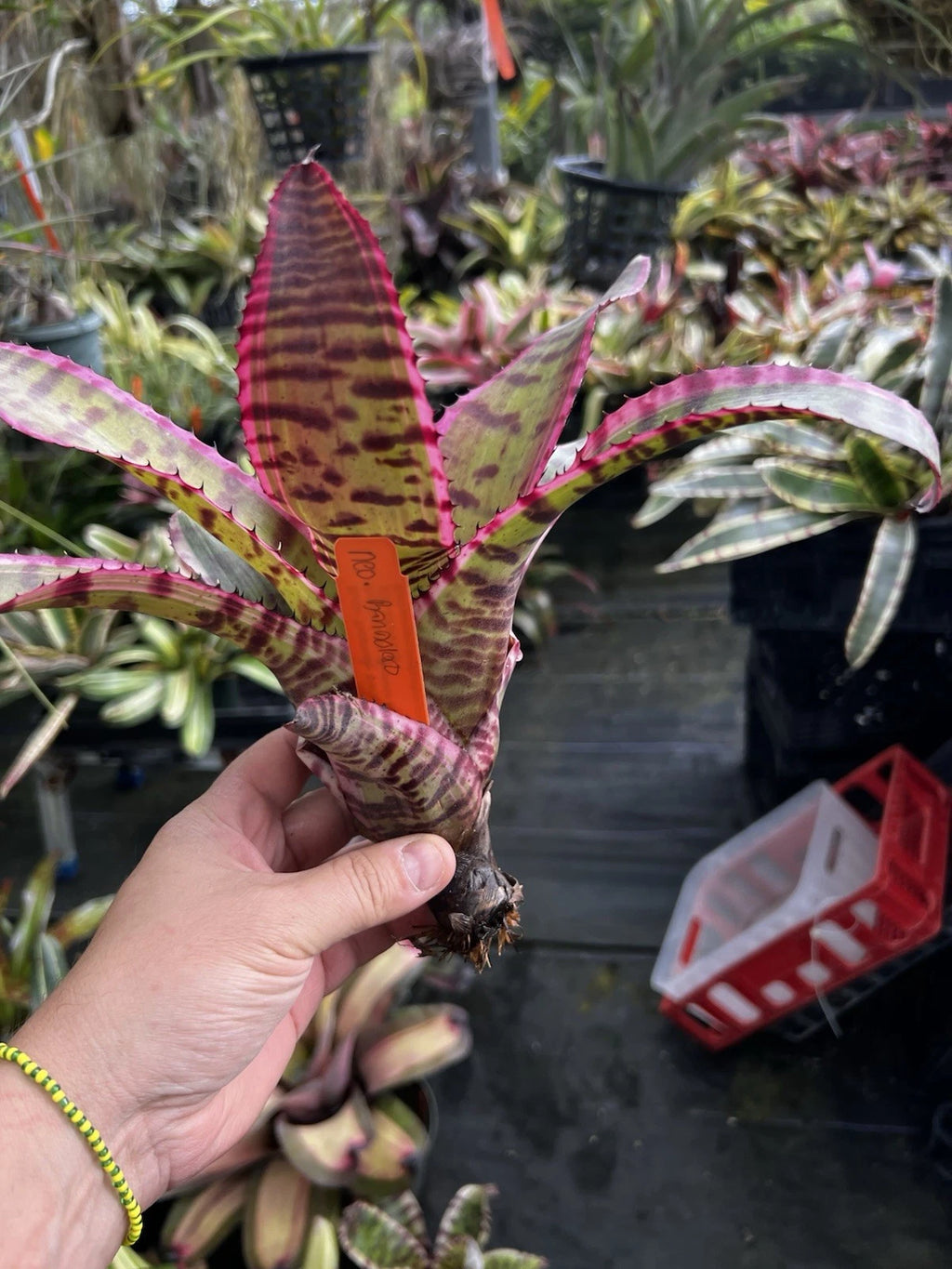 Neoregelia Bandolero “Skotak”