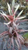 Tillandsia Streptophylla Red