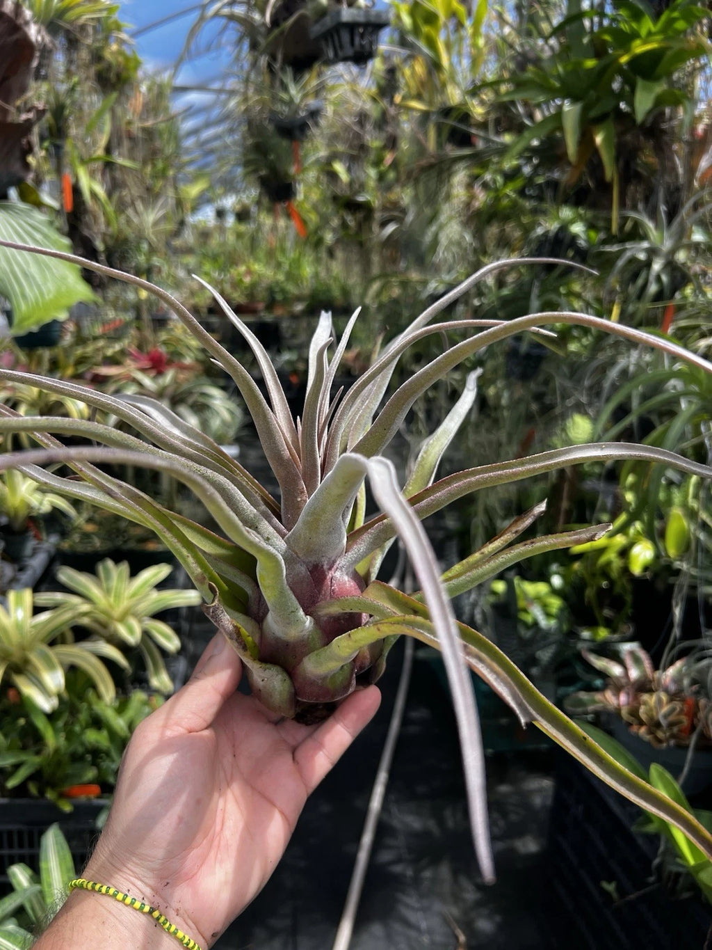 Tillandsia Streptophylla Red
